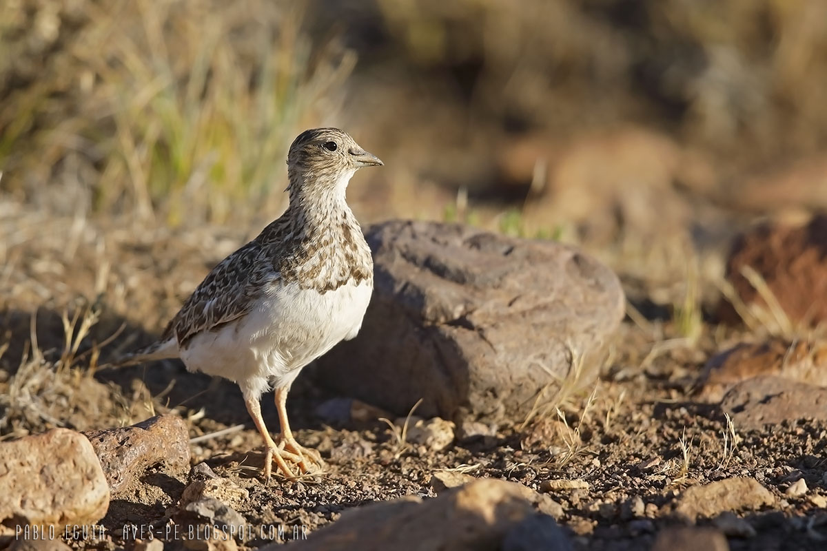 mis fotos de aves Thinocorus rumicivorus Agachona Chica Least Seedsnipe