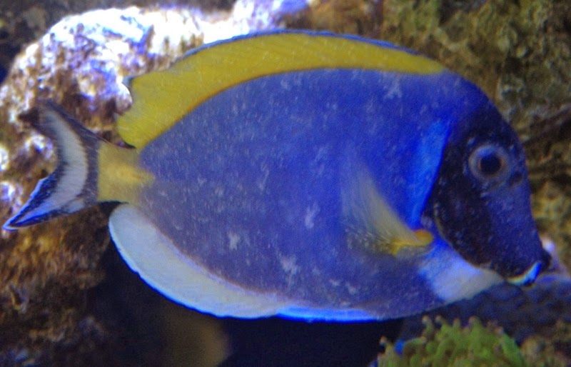 enfermedad común de los peces de caza de agua dulce y parásitos enfermedad común de los peces de caza de agua dulce y parásitos