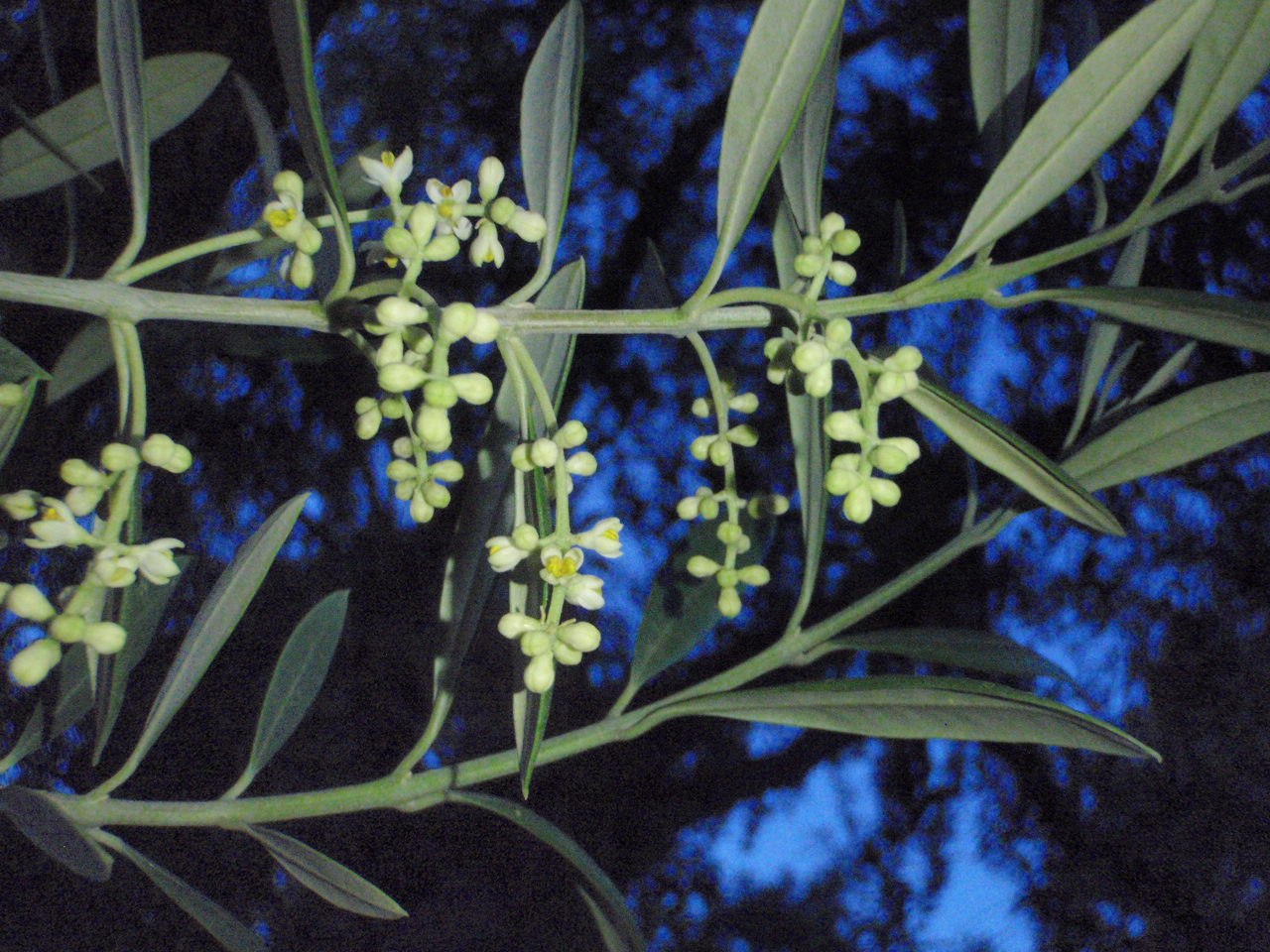 Xtremehorticulture of the Desert Spray Olives Twice for Good Fruit Control