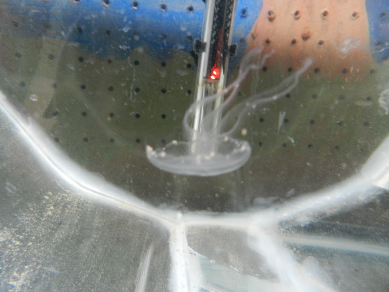 Raising Pet Jellyfish How to Breed Moon Jellyfish