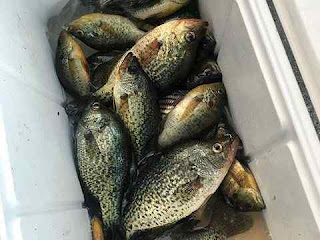 sapne mein fish dekhna सपने में फिश देखने sapne mein fish dekhna सपने में फिश देखने
