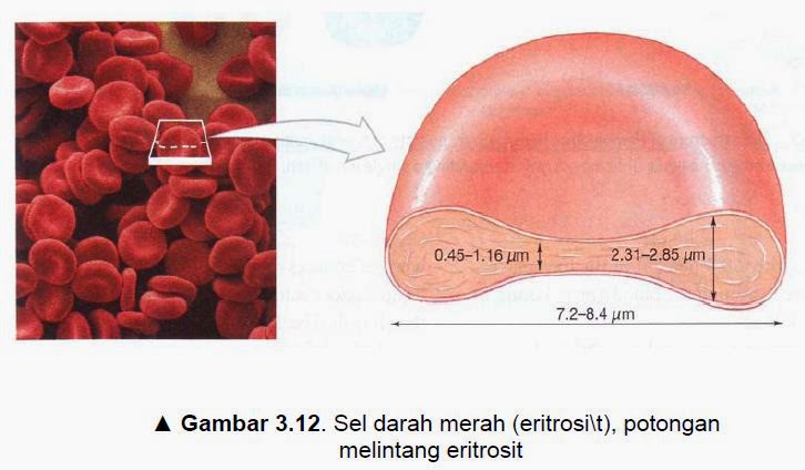 Sel Darah Merah ( Eritthrocyte ) | Ilmu Kesehatan