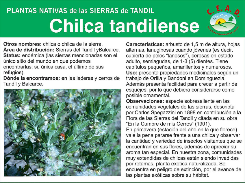 Plantas nativas de las Sierras de Tandil: Fichas