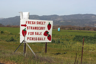 fresh picked strawberries sonoma