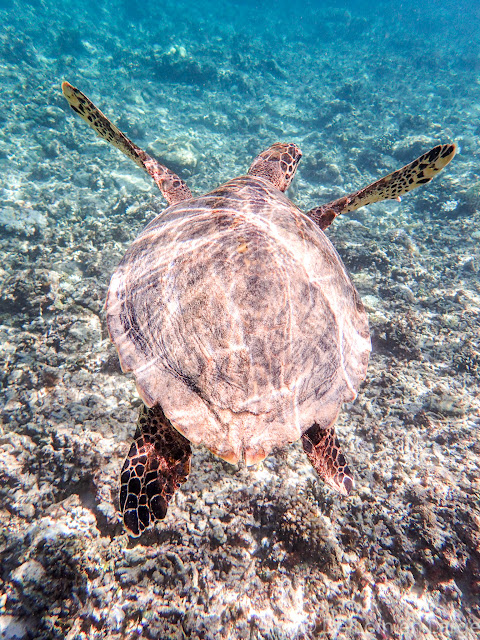 Gili Meno - Bali Lombok