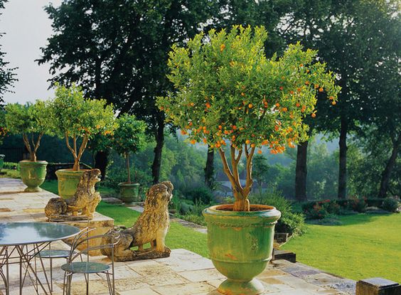 Eye For Design The Old World Charm Of Potted Citrus Trees