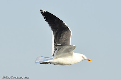 Gavià fosc (Larus fuscus)