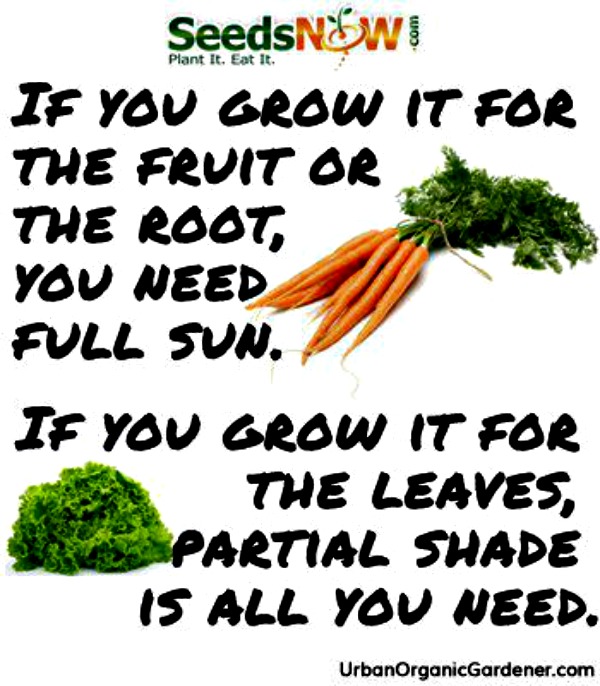 MountainMama Seed Starting 101