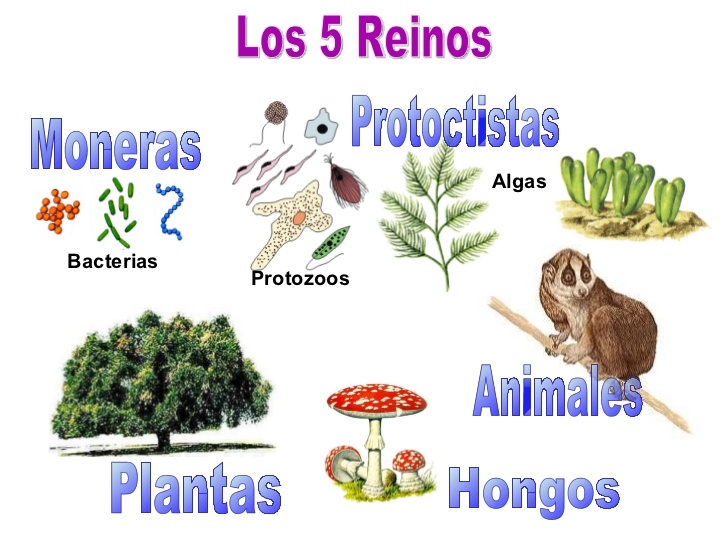 Imagenes De Los Cinco Reinos De La Naturaleza