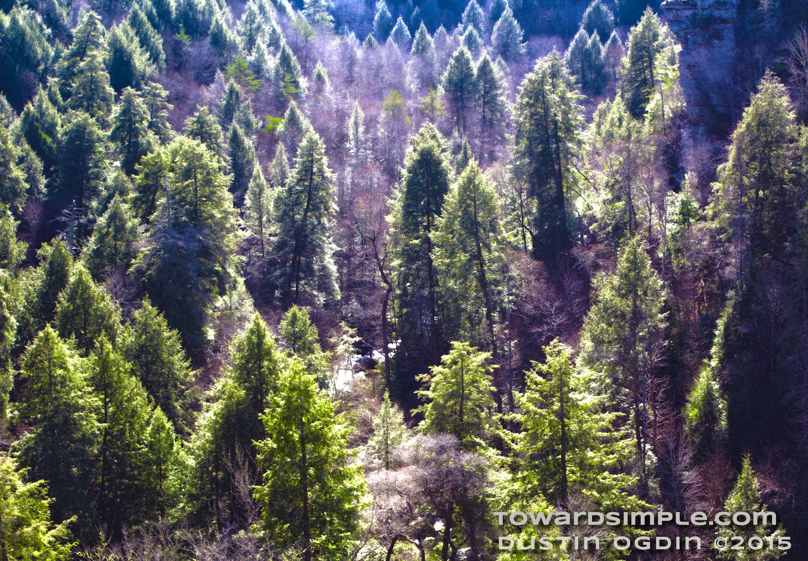 Sun peaked evergreen trees Midday sun on evergreen trees in Savage Gulf
