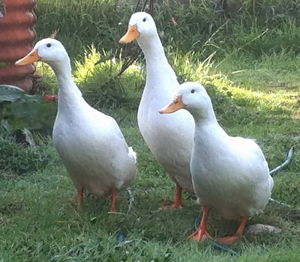 Care For Laying Ducks ducks, laying ducks, laying ducks care, how to care laying ducks, how to care for laying ducks