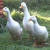 How To Care For Laying Ducks?