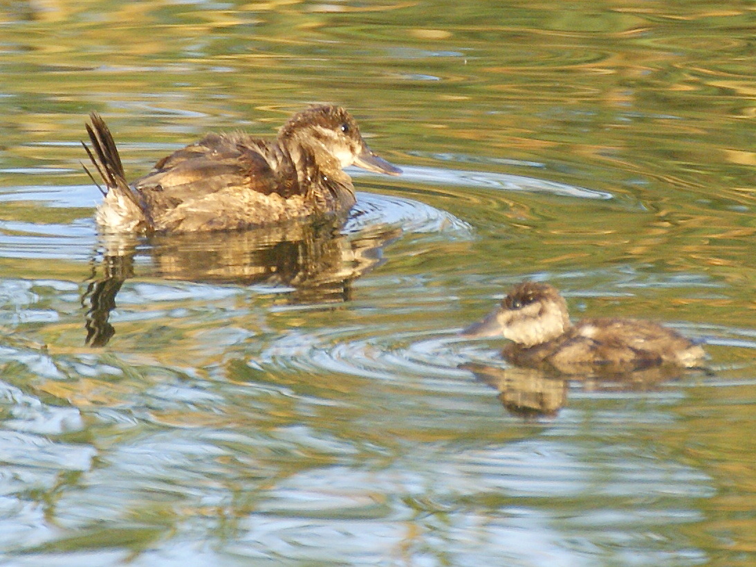 SE Texas Birding & Wildlife Watching Nevada & Utah Trip Las Vegas