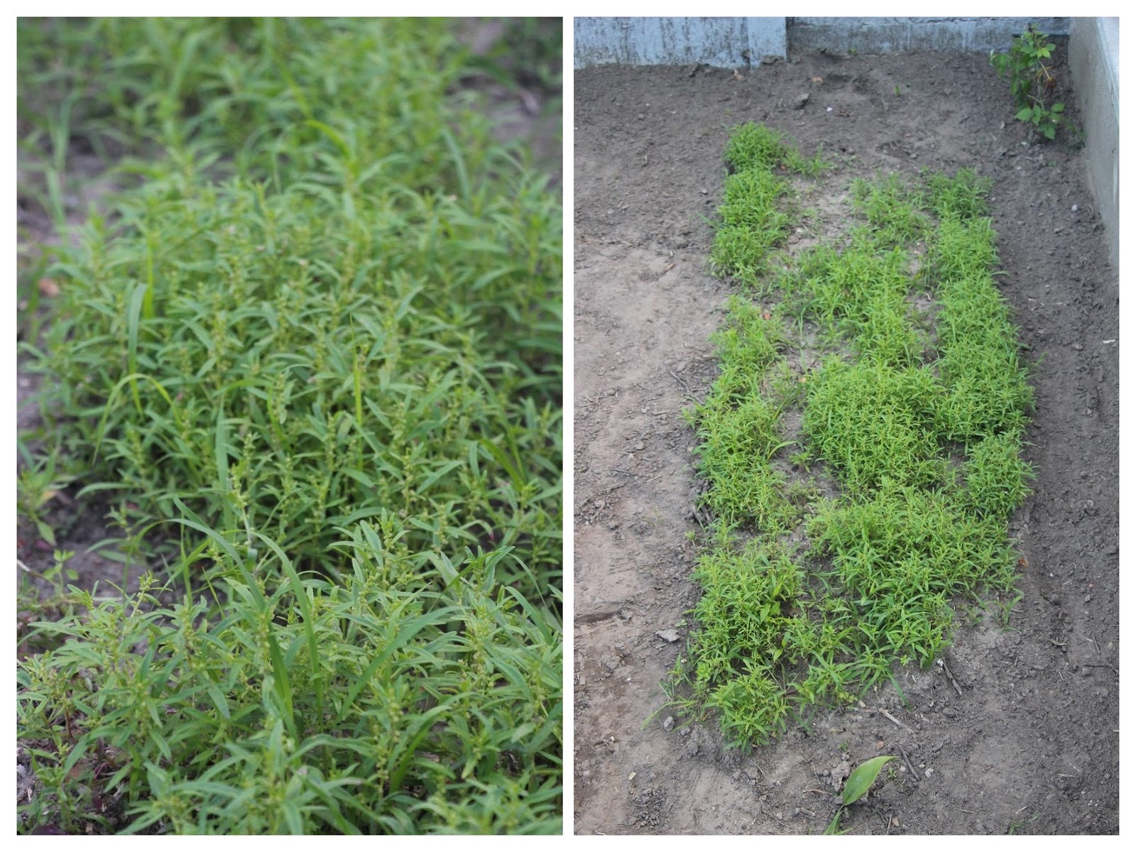 Ou Trouver Du Zeechium Dans La Nature Tuto, Cultiver du Zeechium | Rony La Maquette