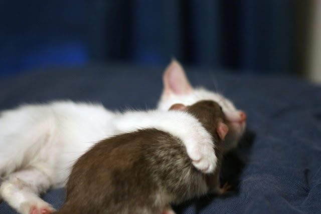Kitten and rat are best friends, interspecies friends, rat and kitten, rat, kitten