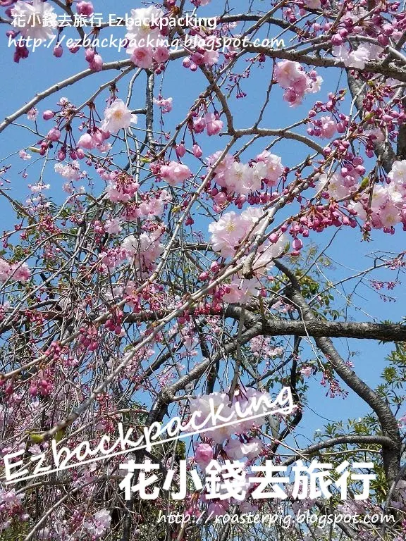 東京芝公園櫻花