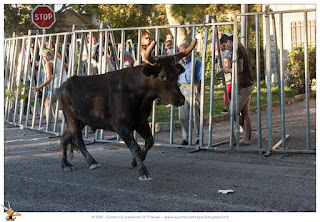 Corsa camarghese toro 
