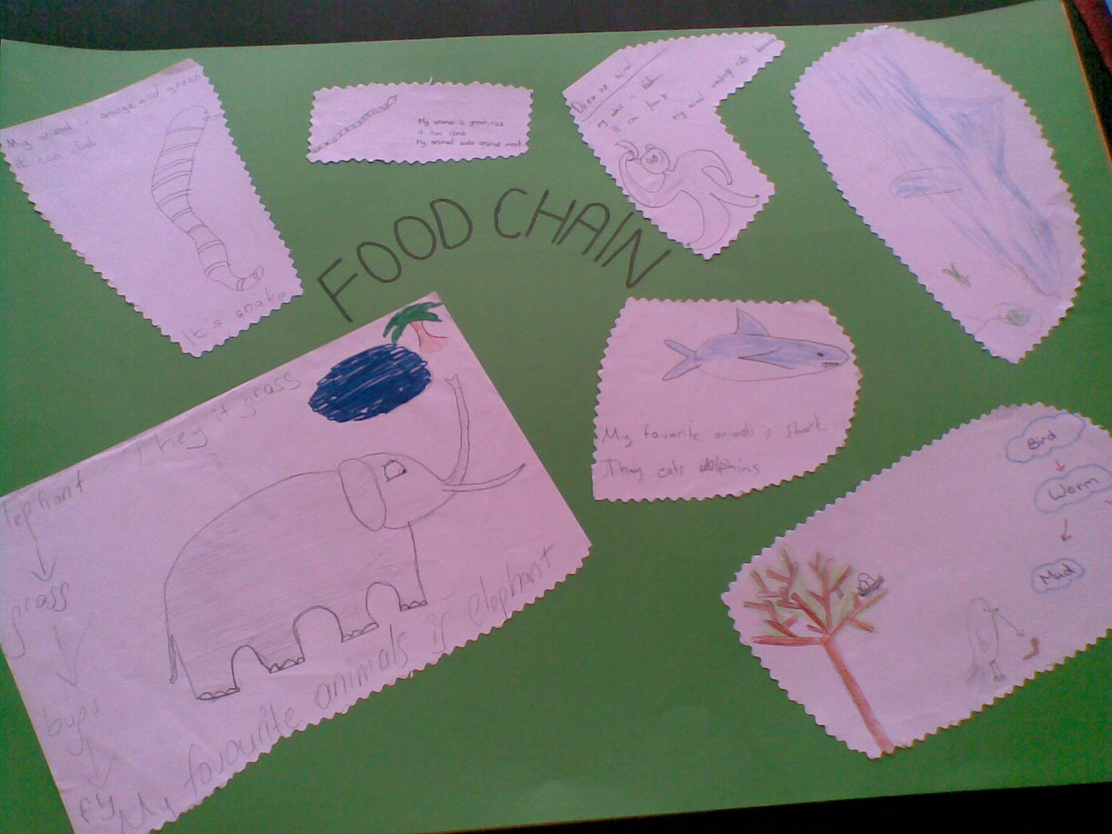 DilkoKids- Group 4: FOOD CHAIN