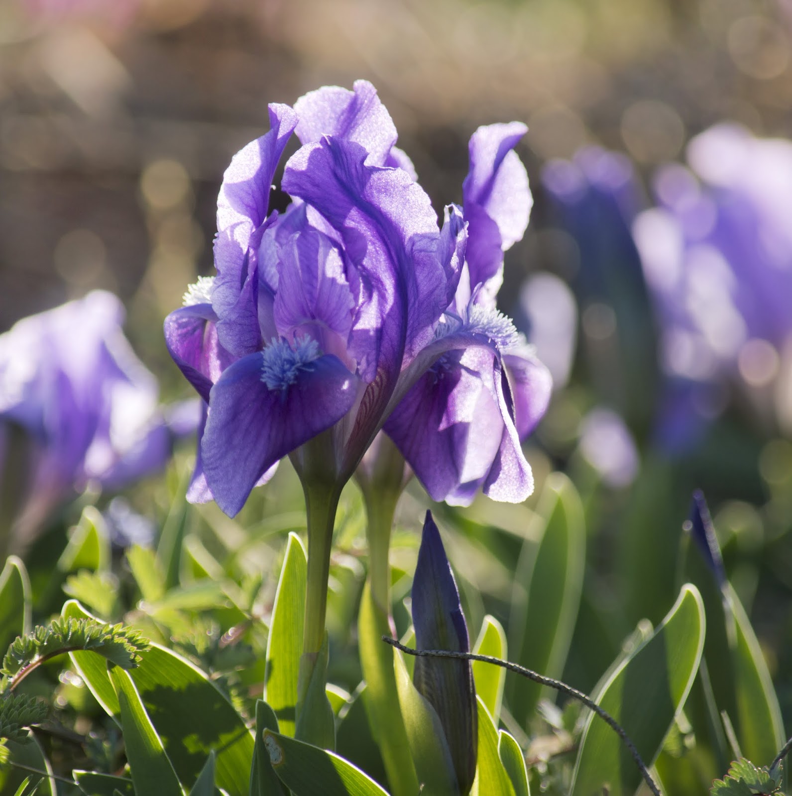 képekkel Hármashatárhegy tetején