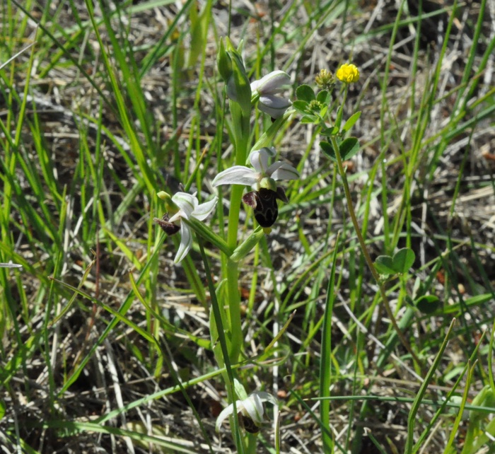Ophrys bécasse Ophrys bécasse