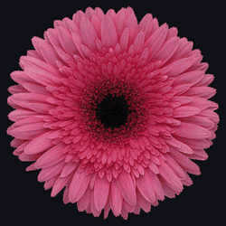 Imágenes de flores y plantas: Gerbera