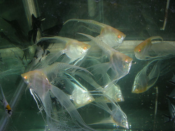 Shamudra Bilash Parrot Angel Fish