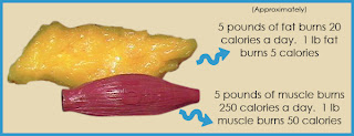 Fat-vs-Muscle-burn.jpg