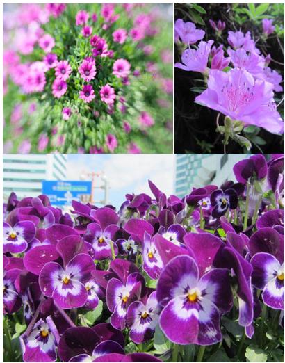 Inspiring Korea Bunga  Bunga  Indah Saat Musim Semi di Korea