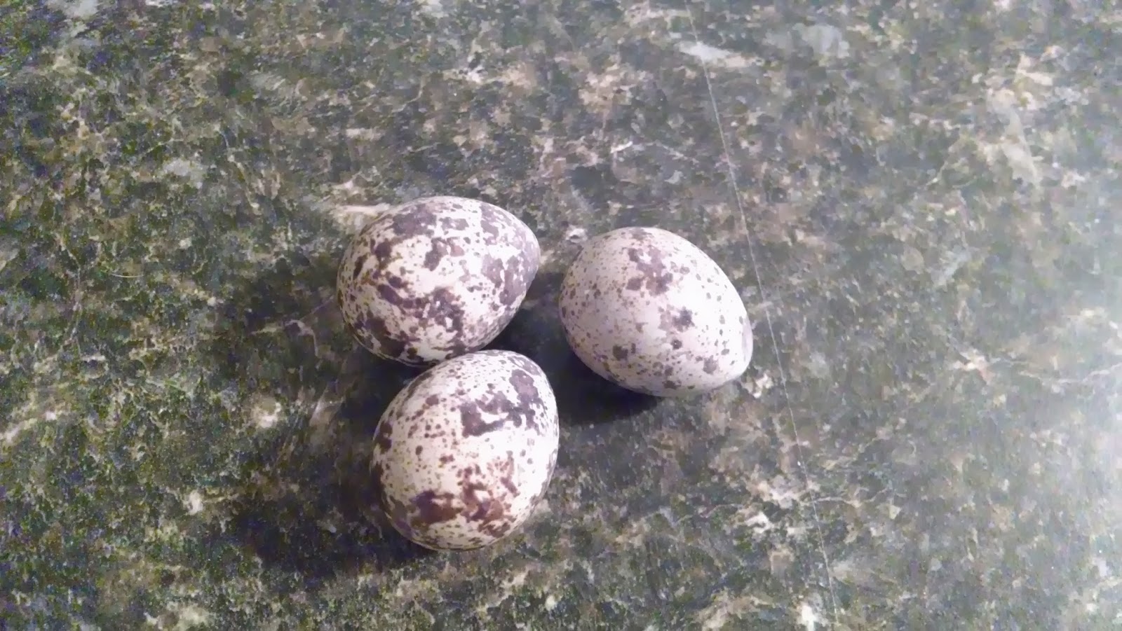 Frugal Freedom Really Expensive Eggs