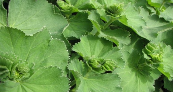 SI MUJERES SABÍAN SOBRE ESTA PLANTA, QUE NO TENDRÁN QUE IR AL GINECÓLOGO DEMASIADO A MENUDO! SI MUJERES SABÍAN SOBRE ESTA PLANTA, QUE NO TENDRÁN QUE IR AL GINECÓLOGO DEMASIADO A MENUDO!