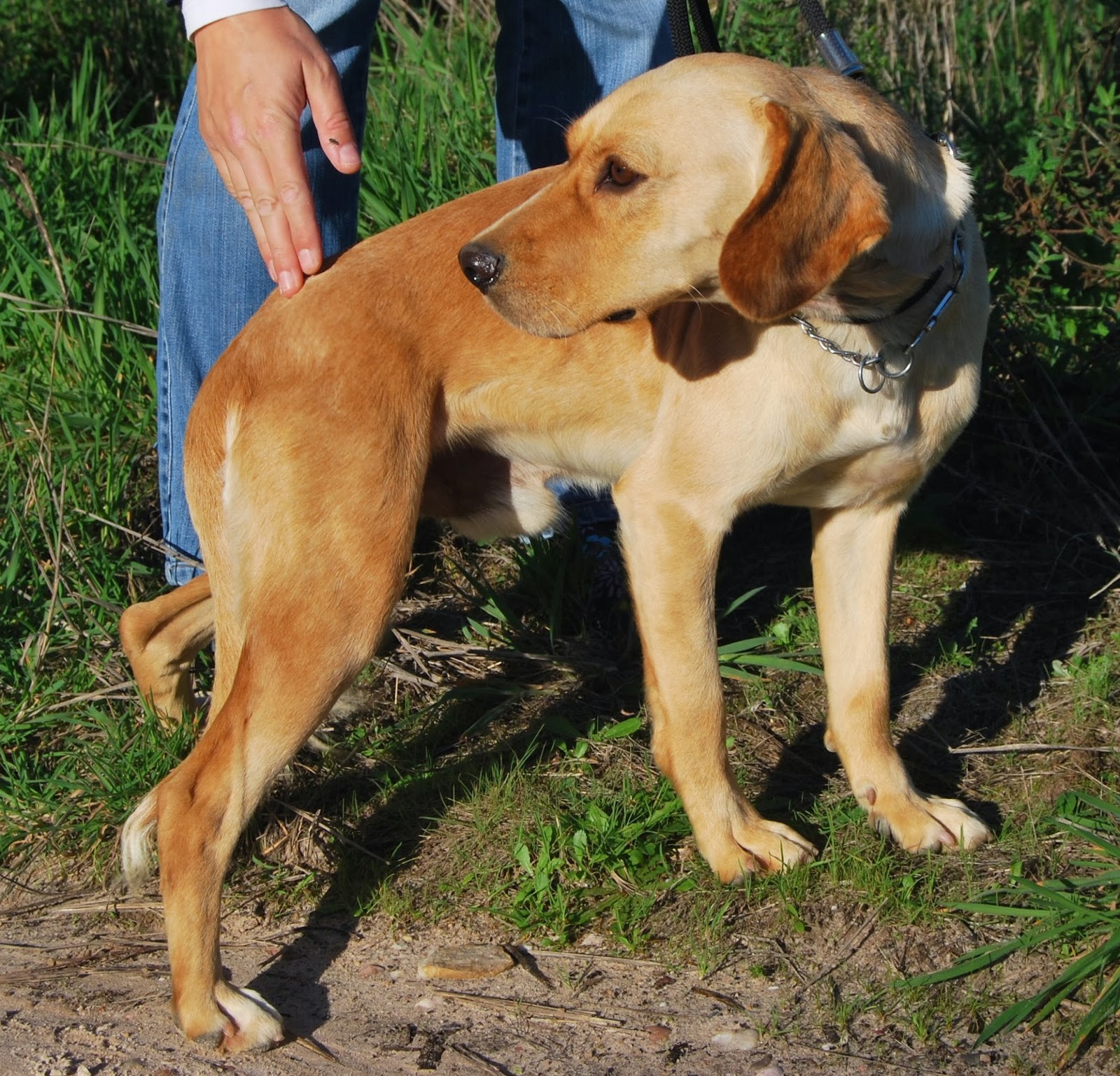 Hunde aus ZentralPortugal adoptieren Marley