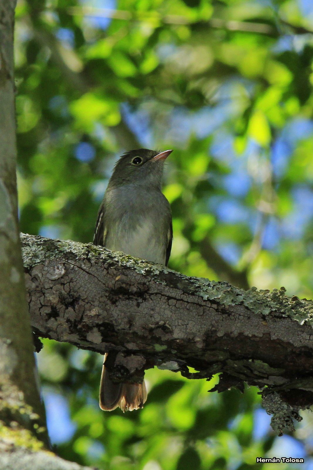 Aves de Argentina: Fio-fio pico corto (Elaenia parvirostris)