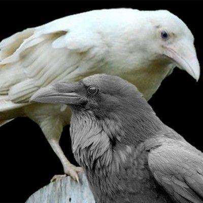 White Wolf : The Rare and Fascinating White Ravens of Vancouver Island