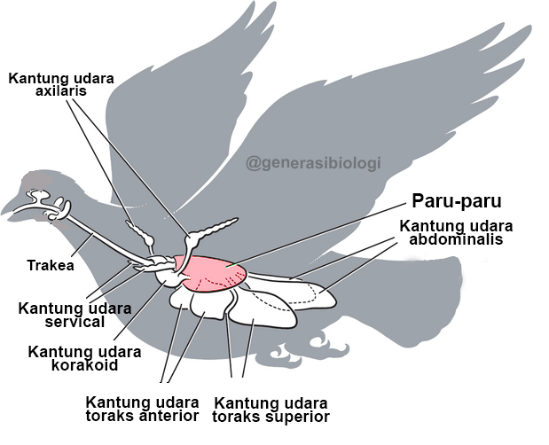 Anatomi Kelas Burung (Aves) | Materi Lengkap - Generasi Biologi