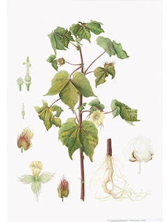 Algodão (Gossypium hirsutum) Algodão (Gossypium hirsutum)