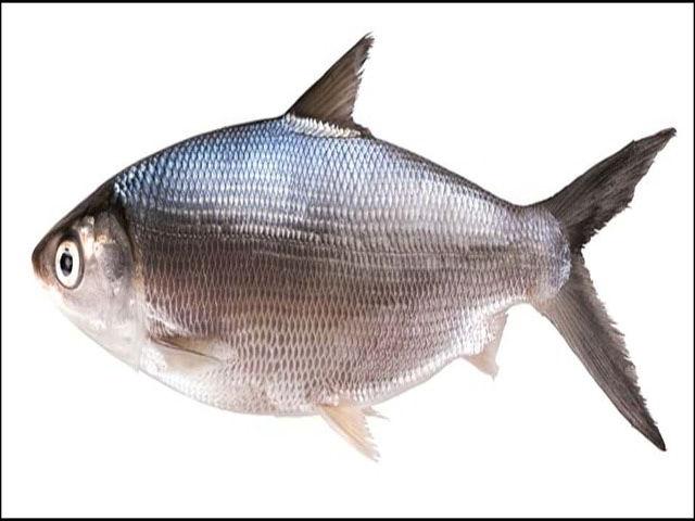 Gambar Ikan Bandeng