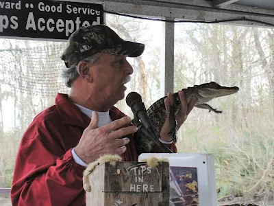 Captain Allen holds alligator on Cajun Pride Swamp Tour in LaPlace, Louisiana