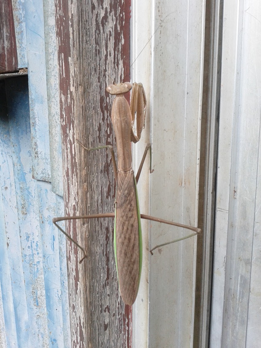 カマキリ