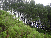 Sri Lanka tree plantarion- hill country eucalypts Sri Lanka