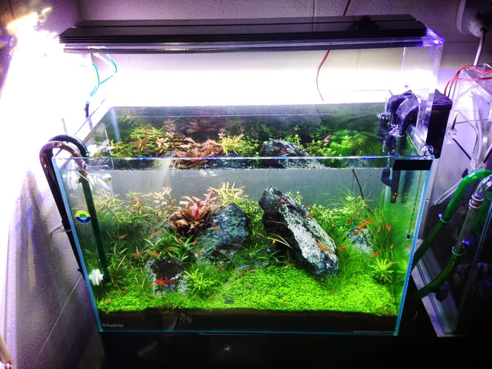 simple aquascape diy led aquascape