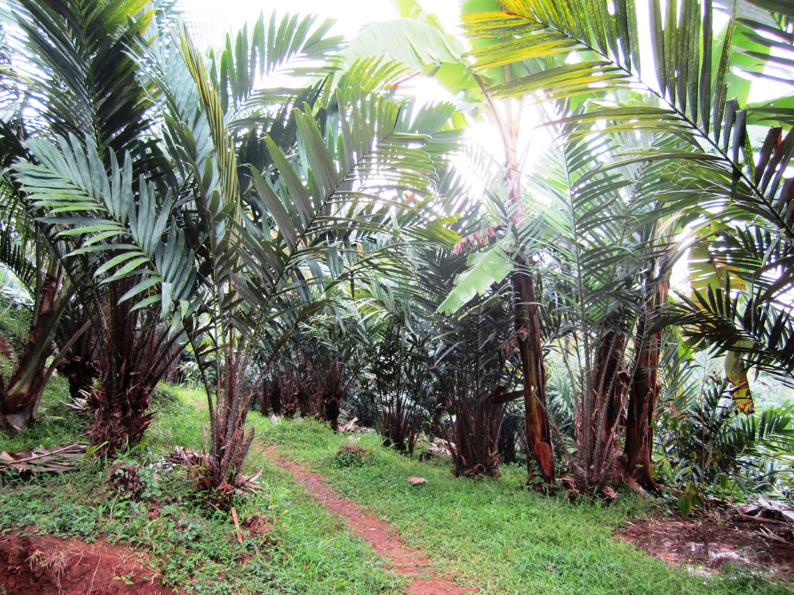 jombang city guide: Main ke Kebun Salak Wonosalam