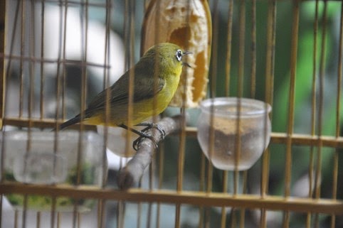 Gambar Burung Pleci Gacor Gambar Burung Pleci Gacor