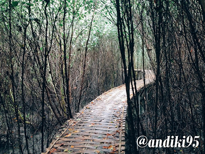 Jelajah Hutan Mangrove Karangsong Indramayu Jelajah Hutan Mangrove Karangsong Indramayu