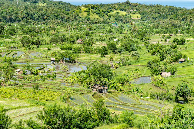Rizières de Tirtagangga - Bali