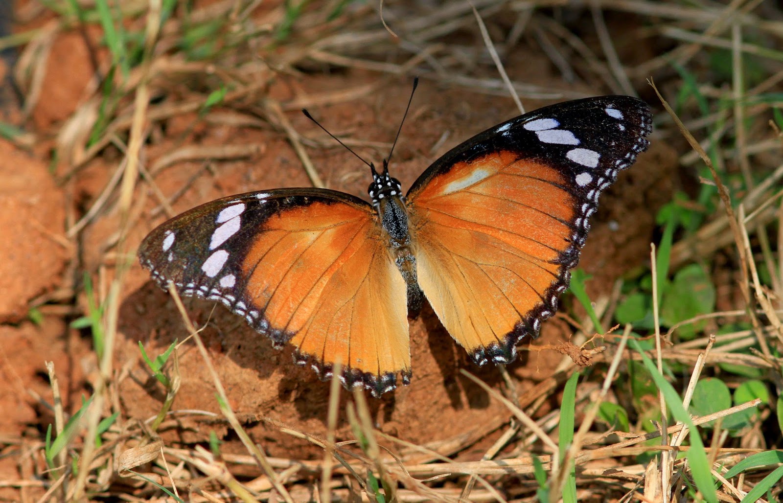Kearsney Birder INDIAN BUTTERFLIES