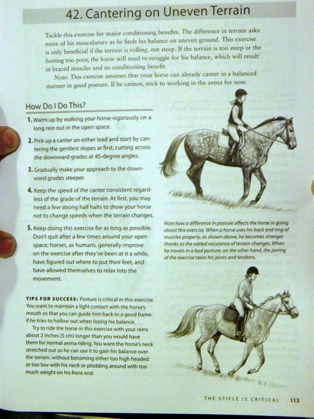 Equestrian Journey Stifle Exercises!
