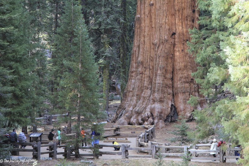 clubsabias que.. El árbol más alto del mundo clubsabias que.. El árbol más alto del mundo