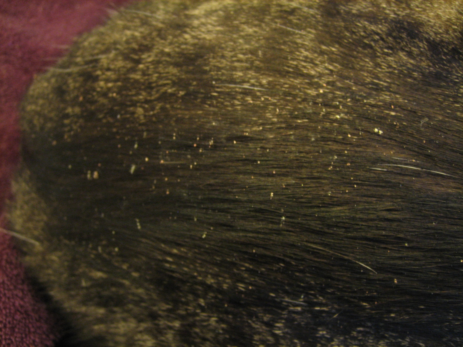 It's all about the cats! Dandruff? Skin condition?