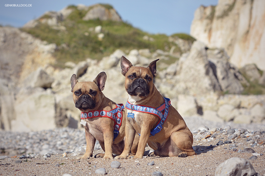 Hundeblog Genki Bulldog Senneville-sur-Fécamp Normandieurlaub Hundeblog Genki Bulldog Senneville-sur-Fécamp Normandieurlaub