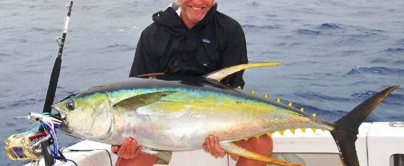 Gambar Jenis Ikan Tuna-Ikan Tuna Sirip Kuning (Thunnus albacares)